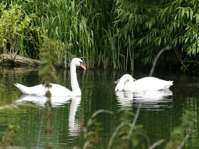 Swans in the wetlands