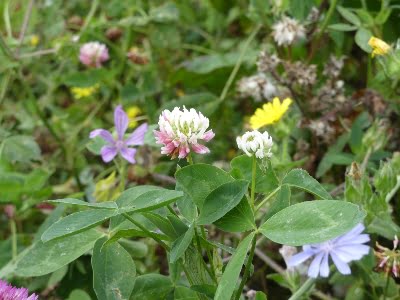 Wildflowers in the meadow